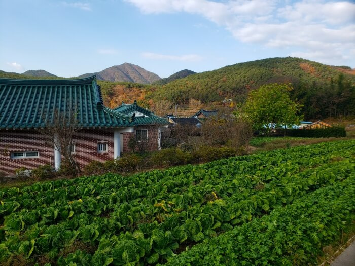 A cabbage patch in a Korean village in Goseong