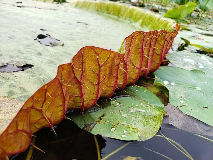 A closeup of the spikes on the underside of the giant lily pad