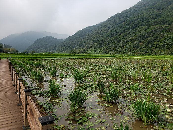 Clumps of plants in a muddy pond next to rice fields and mountains