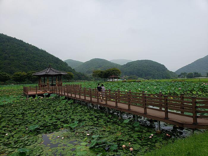 A couple walking out to a pavilion in the lily and lotus pond at Sangri Lotus Park