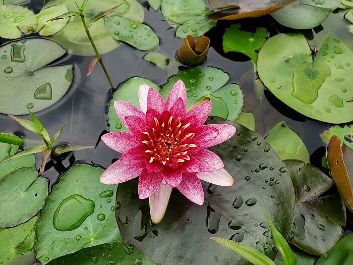 A deep purple-colored lily next to a rock in the water
