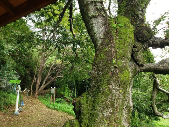 Exercise equipment next to an old tree