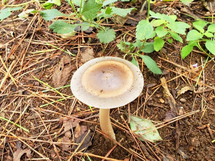 A flat, brown mushroom growing through pine needles