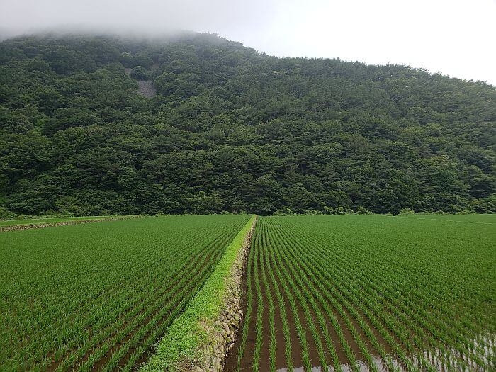 Freshly planted rice growing in rows near the base of a mountain