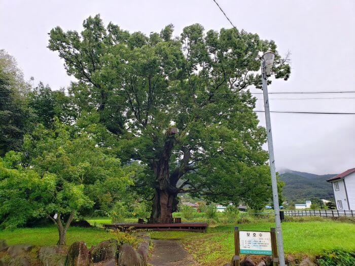 Full view of an old tree next to a sign and a house with a grassy yard