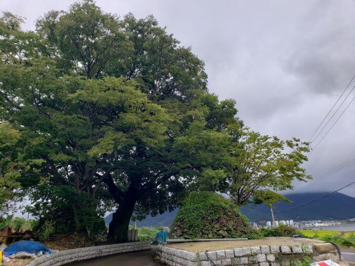 A full view of an old tree and rock dome with mountains in the background