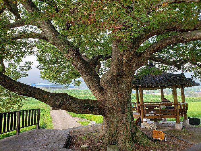 A gazebo and rice fields next to a tree