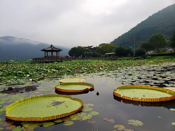 Giant lily pads and misty mountains with a gazebo in the center of the pond