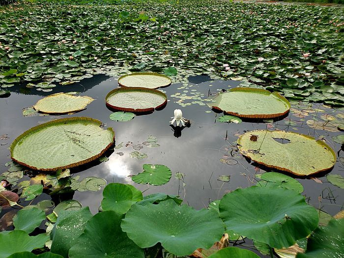A group of giant lily pads on the surface of the water with a large, white flower closed up in the center