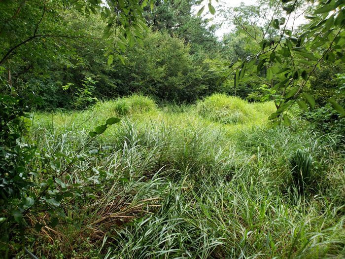A grassy grave area with tall grass before cutting for beolcho surrounded by trees