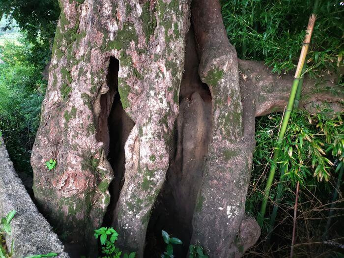 A hollow trunk with gaps in a bamboo thicket