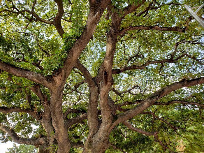Large tree branches and a network of smaller ones