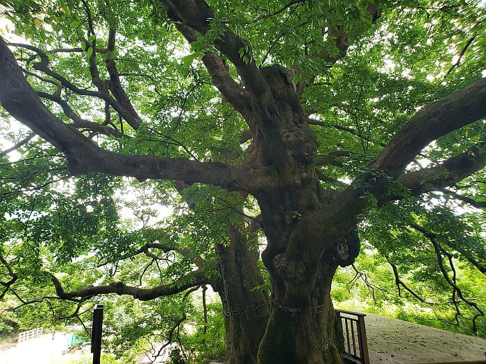Long branches of 740 year old tree stretching over a wooden deck