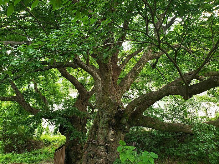 Looking up at two old trees side by side with many leaves