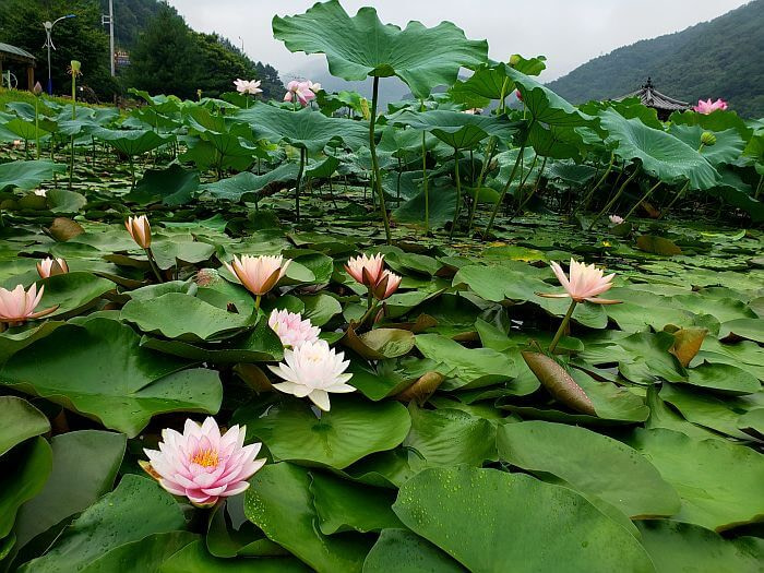 Mixture of water lilies and lotus