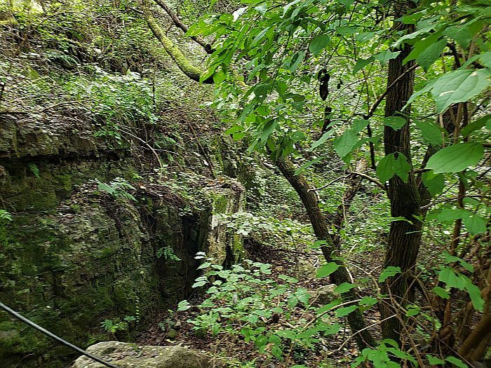 A large mossy rock in the forest