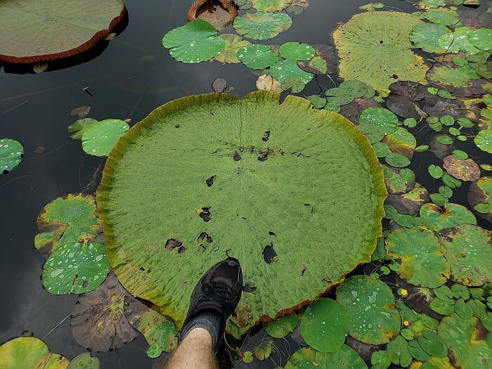 My foot above a giant lily pad showing the size