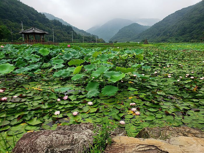 A mystical atmosphere given off by the misty mountains and lush lily and lotus pond with a gazebo