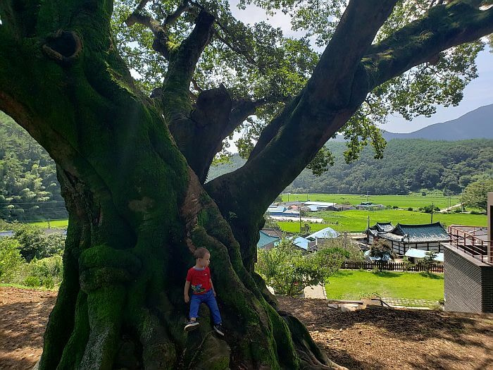 Baby Noah on the trunk of a 550 year old tree with a view of a village and rice fields below