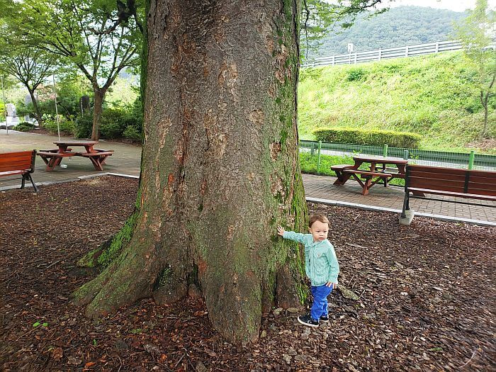 Noah with his hand on a 200 year old tree