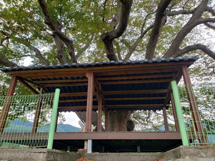 An old tree behind a covered shelter