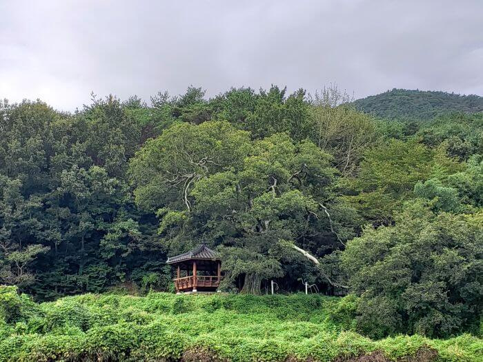 An old tree on a mountainside next to a gazebo