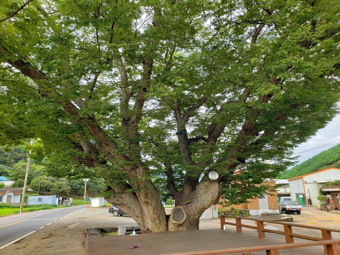 And old tree on the side of the road next to a platform