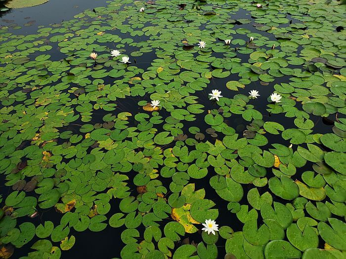 White lilies whose pads look like Pacman
