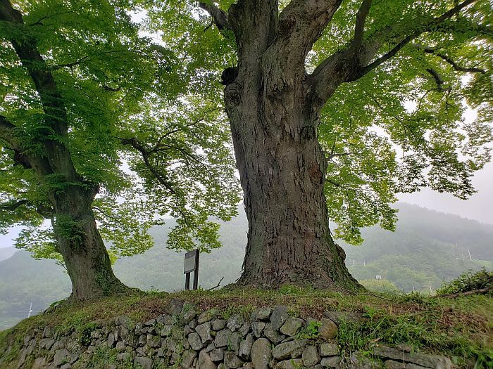 A pair of 510 year old trees with a stone wall