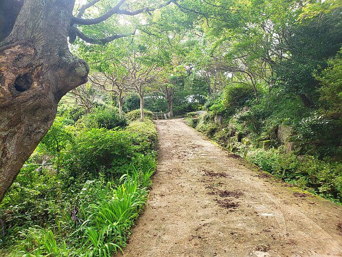 A paved path leading uphill along lush growth