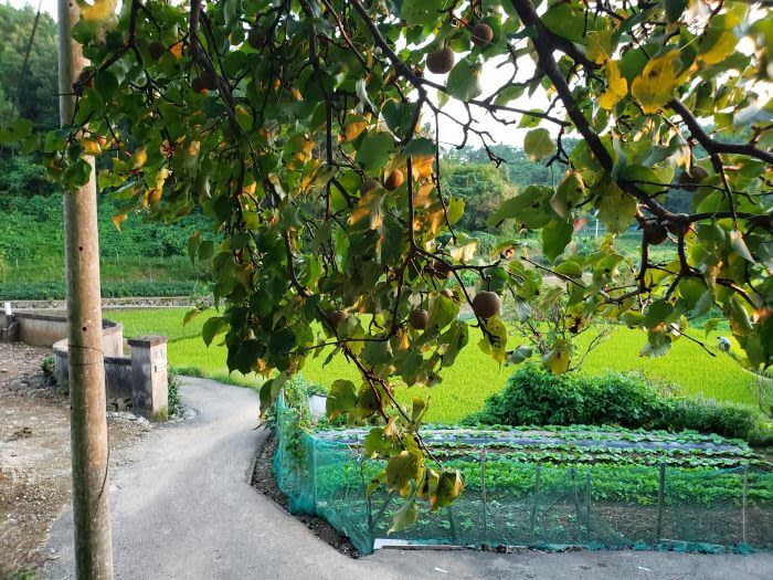Pears on a Korean Pear tree next to a rice field