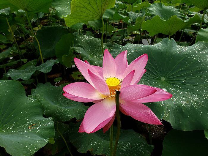 A beautiful, large, pink lotus flower with a yellow center