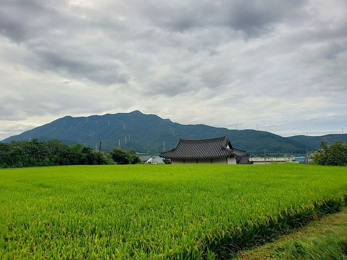 A rice field next to a building with a mountain in the background