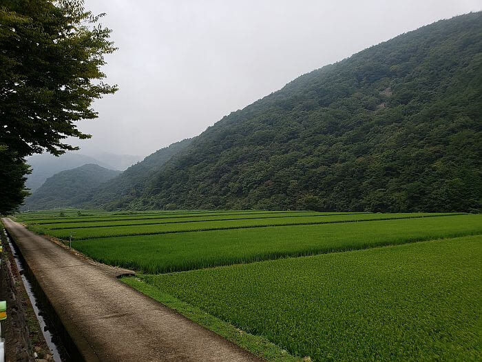 Rice fields between a small, paved road and a mountain