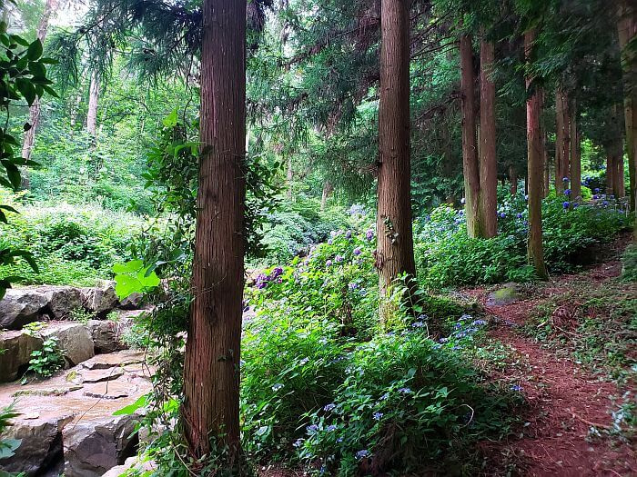 Hydrangeas growing along a mountain path next to trees