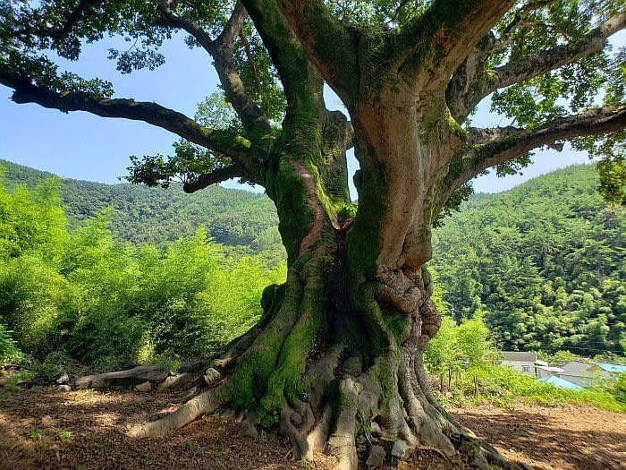 A side view of the stump of a 550 year old tree next to a bamboo cluster