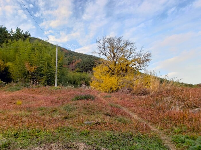 A small path through grass leading to an old yellow ginko tree in Goseong