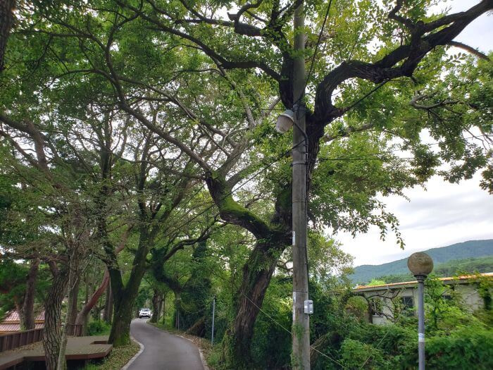 Small road lined with trees