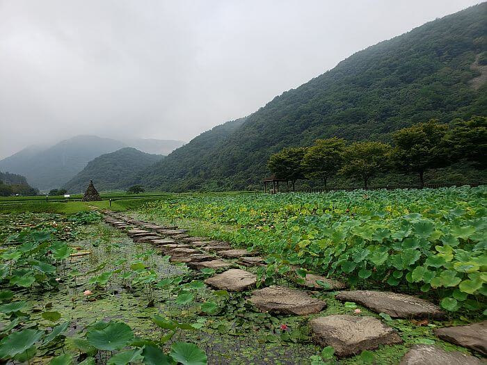 Stone steps leading across a lily and lotus pond to a stone pagoda with rice fields behind it
