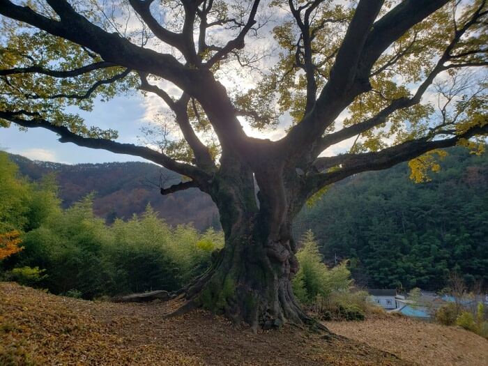 Sun shining through an old tree on a hill in front of bamboo