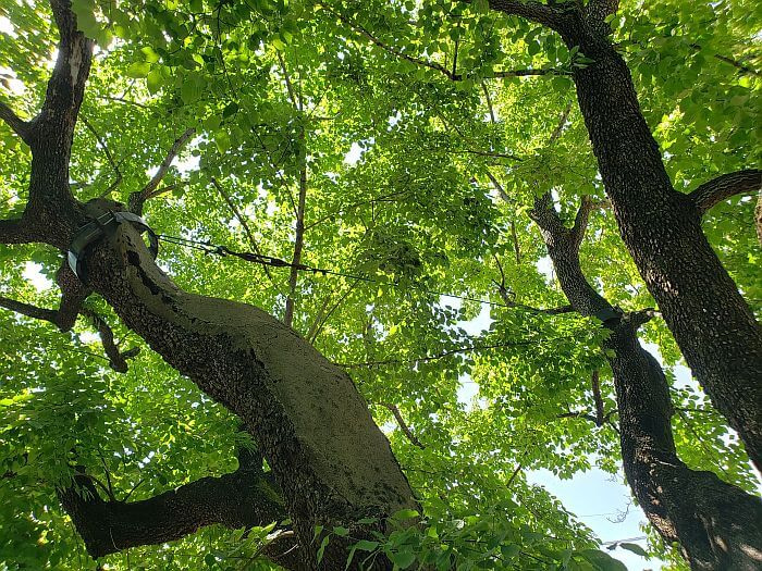 Cement or something filling the old tree branches with shackles and suspension cables helping to stabilize them