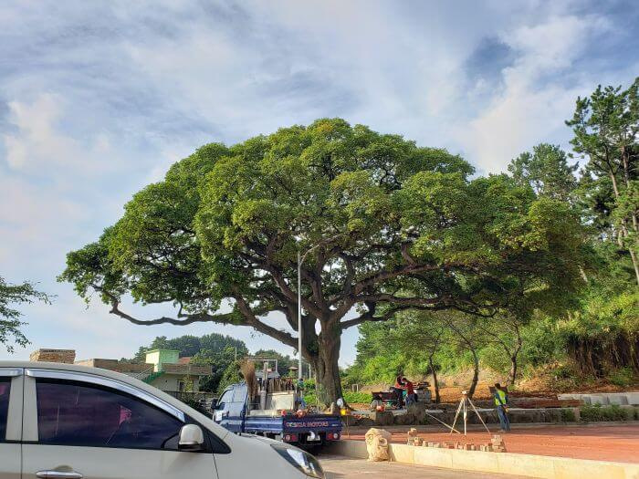 A symmetrically shaped old tree near a parking lot