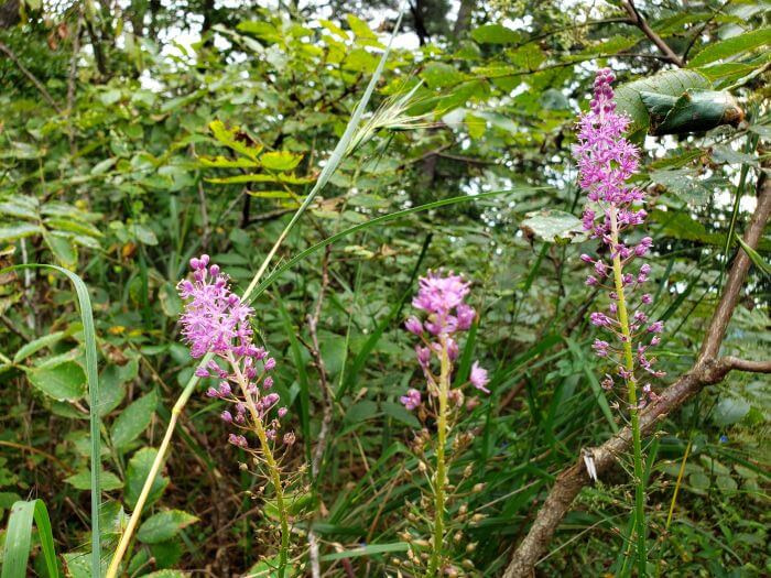 Tall, skinny pink flowers