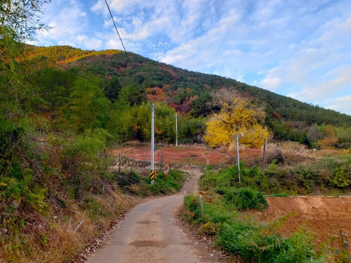 A tiny country road leading to an old yellow ginko tree in the fall
