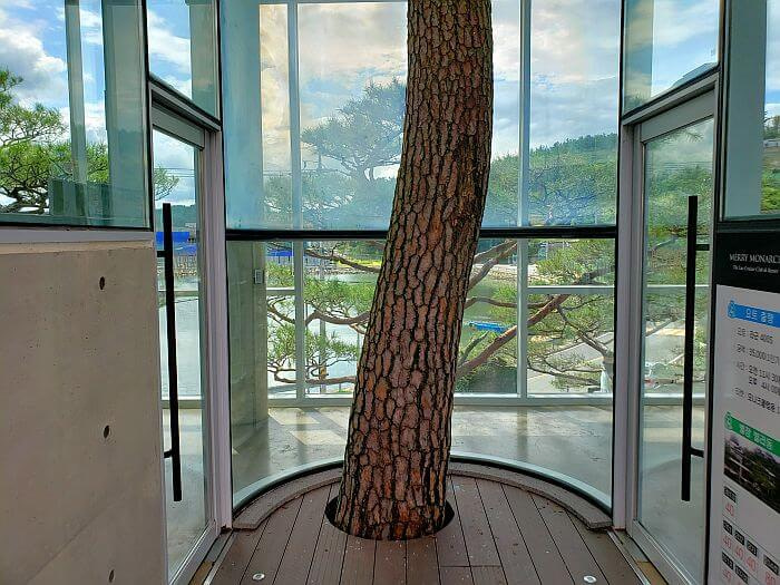 A tree growing through the floor with the window around it