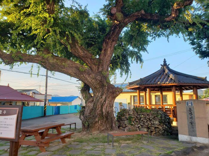 A tree next to a gazebo and picnic tables