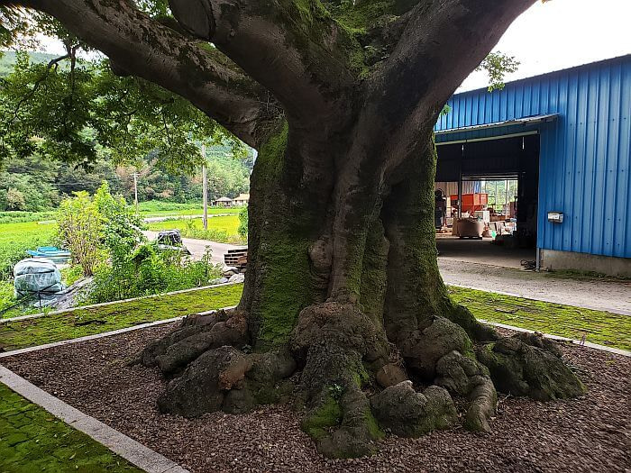 The trunk of a 150 year old tree in a bed of woodchips next to a warehouse
