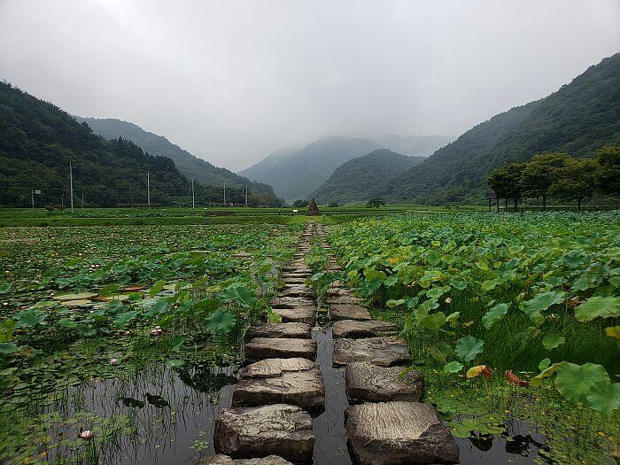 Two rows of stepping stones across a pond of lily and lotus plants and flowers with misty mountains in the background and a stone pagoda at the end