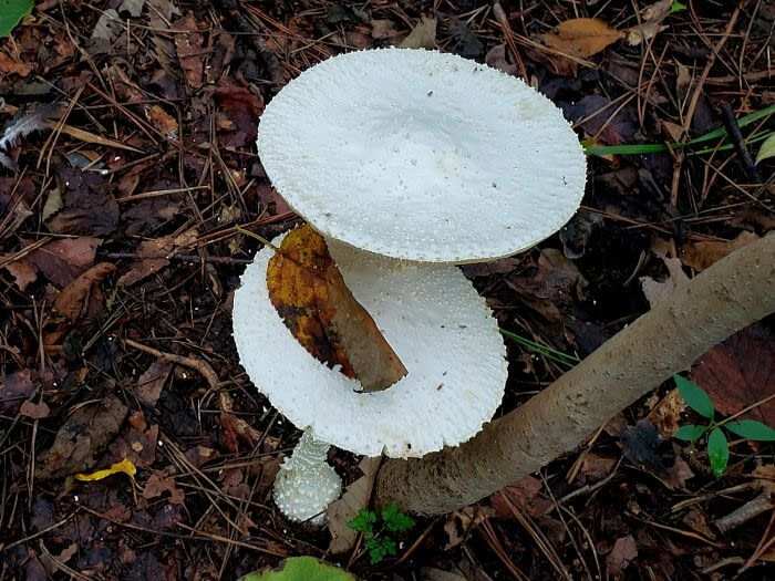 Two white, bumpy mushrooms