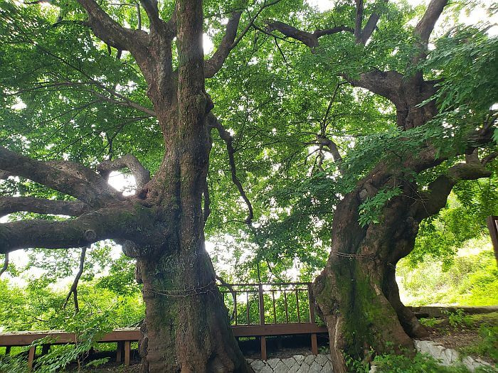 Two tree trunks next to a deck and part of a 740 year old tree